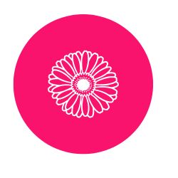 Gerberas